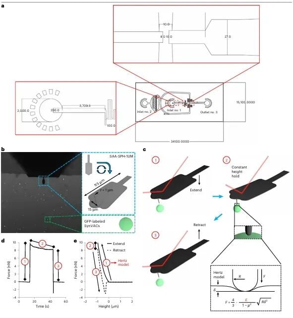CAR-T疗法新进展:合成细胞技术如何增强T细胞抗癌持久力? 4 图片