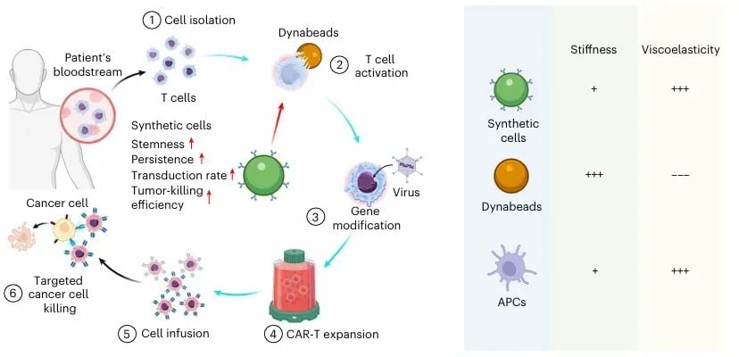 CAR-T疗法新进展:合成细胞技术如何增强T细胞抗癌持久力? 2 图片