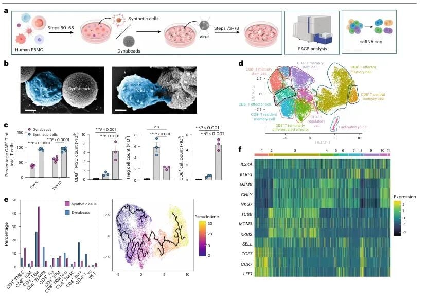 CAR-T疗法新进展:合成细胞技术如何增强T细胞抗癌持久力? 6 图片