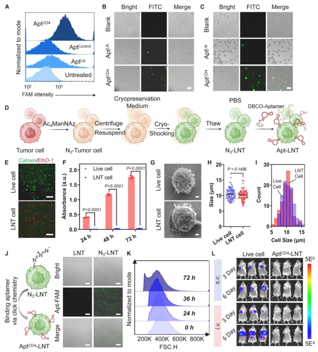 三阴性乳腺癌免疫治疗新希望:新型细胞平台激活CD4+ T细胞,强效抗癌! 2 AptCD4-LNTs平台的构建与安全性验证
