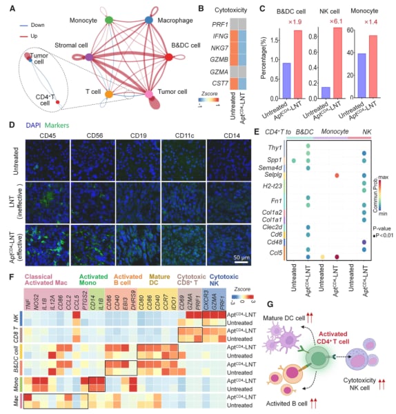 三阴性乳腺癌免疫治疗新希望:新型细胞平台激活CD4+ T细胞,强效抗癌! 6 AptCD4-LNTs促进免疫细胞协同作用