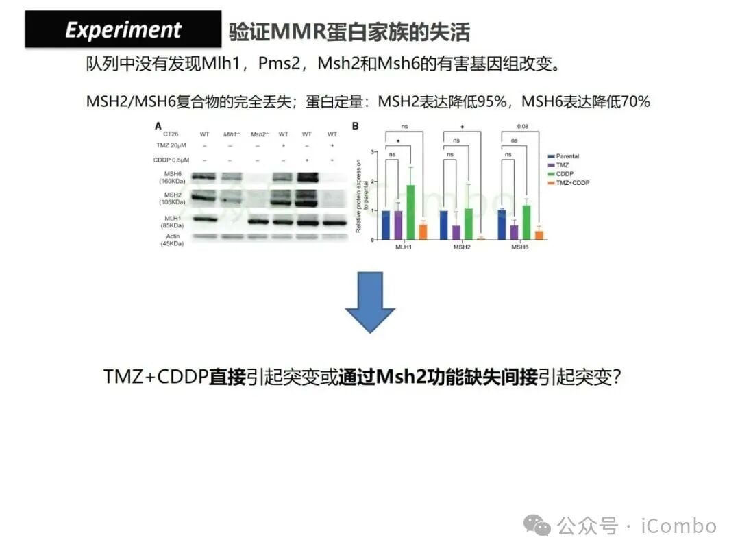 结直肠癌免疫治疗新策略:替莫唑胺与顺铂联用,唤醒抗癌免疫力 16 图片