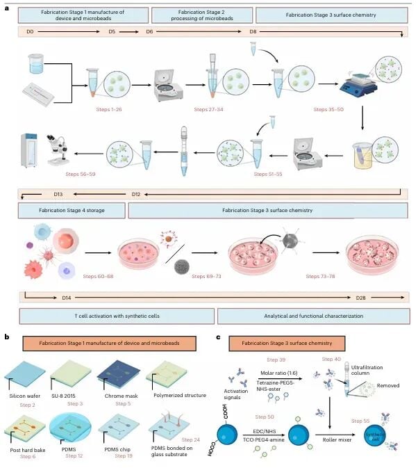 CAR-T疗法新进展:合成细胞技术如何增强T细胞抗癌持久力? 3 图片