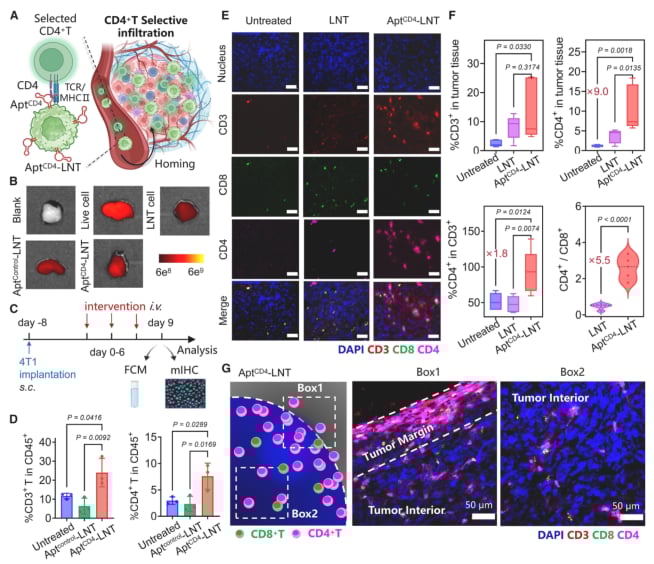 三阴性乳腺癌免疫治疗新希望:新型细胞平台激活CD4+ T细胞,强效抗癌! 3 AptCD4-LNTs平台招募CD4+ T细胞至肿瘤区域