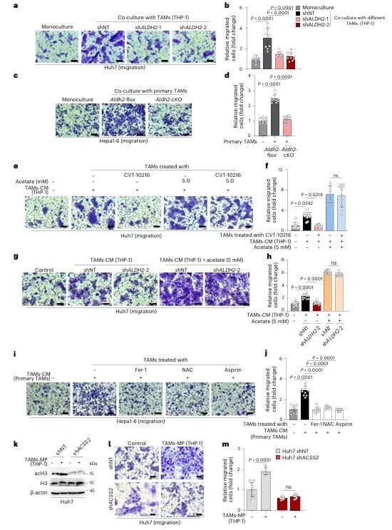肝癌转移新突破:《Nature》子刊揭示肿瘤“帮凶”如何助长癌细胞扩散 5 图片