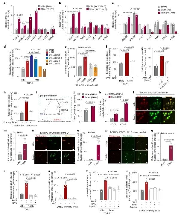 肝癌转移新突破:《Nature》子刊揭示肿瘤“帮凶”如何助长癌细胞扩散 4 图片