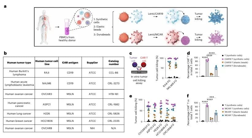 CAR-T疗法新进展:合成细胞技术如何增强T细胞抗癌持久力? 7 图片
