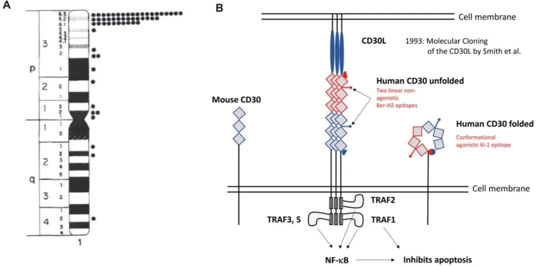淋巴瘤治疗新靶点CD30详解:维布妥昔单抗与CAR-T疗法全解析 4 5.jpg