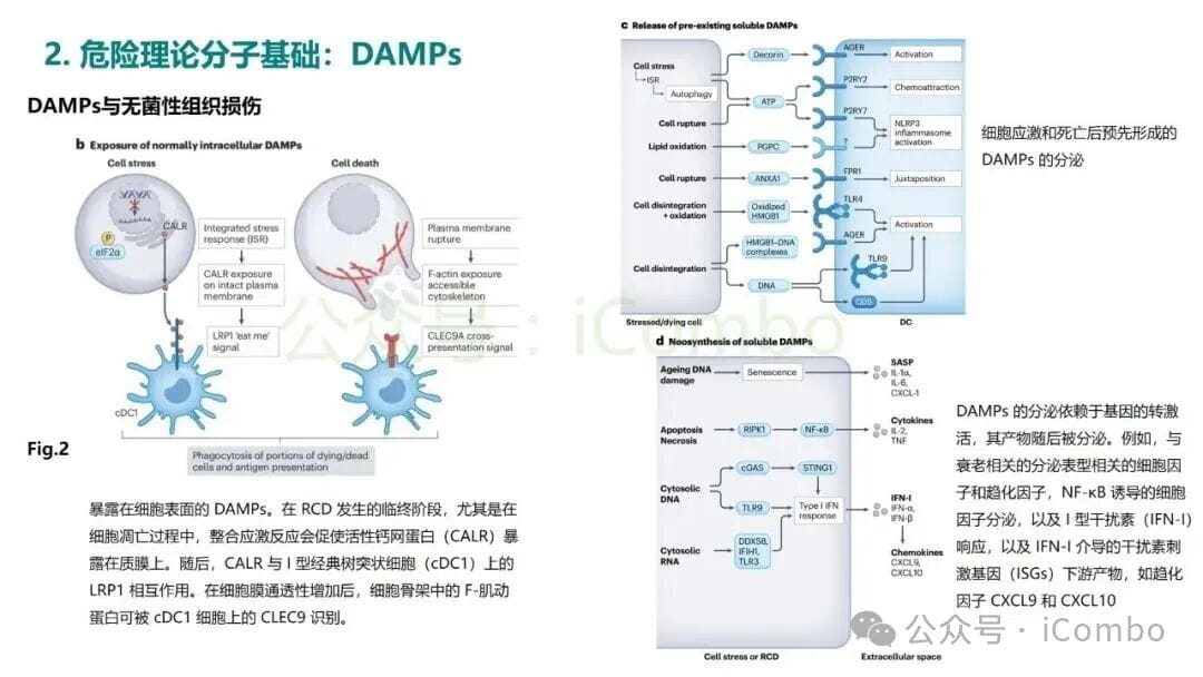 危险理论:揭秘癌症免疫治疗的底层逻辑,化疗为何能激活免疫? 6 图片