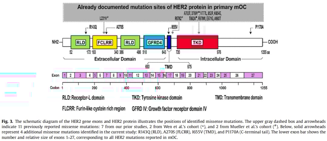 卵巢癌治疗新突破:德曲妥珠单抗精准狙击黏液性卵巢癌HER2突变 4 图片