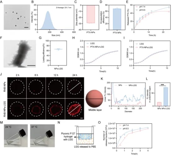 鼠李糖乳杆菌(LGG)抗癌研究新进展:细菌疗法协同化疗有效对抗乳腺癌与黑色素瘤 4 41331f36341b47d189eba8894d8a01e8-hPZj416