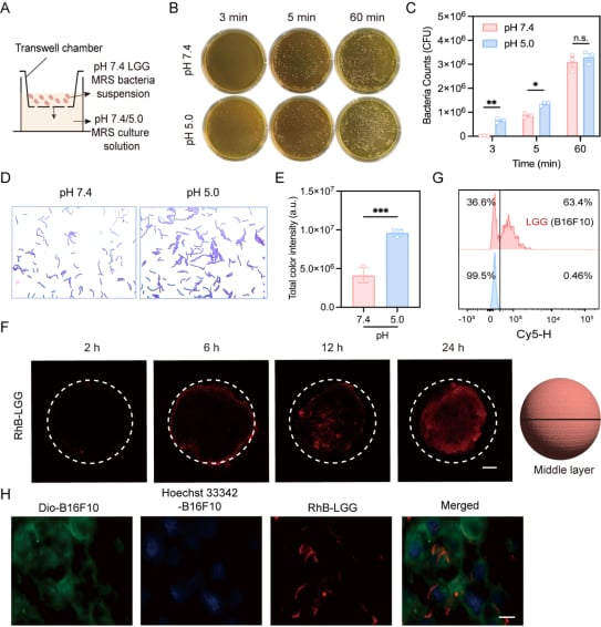 鼠李糖乳杆菌(LGG)抗癌研究新进展:细菌疗法协同化疗有效对抗乳腺癌与黑色素瘤 2 图片