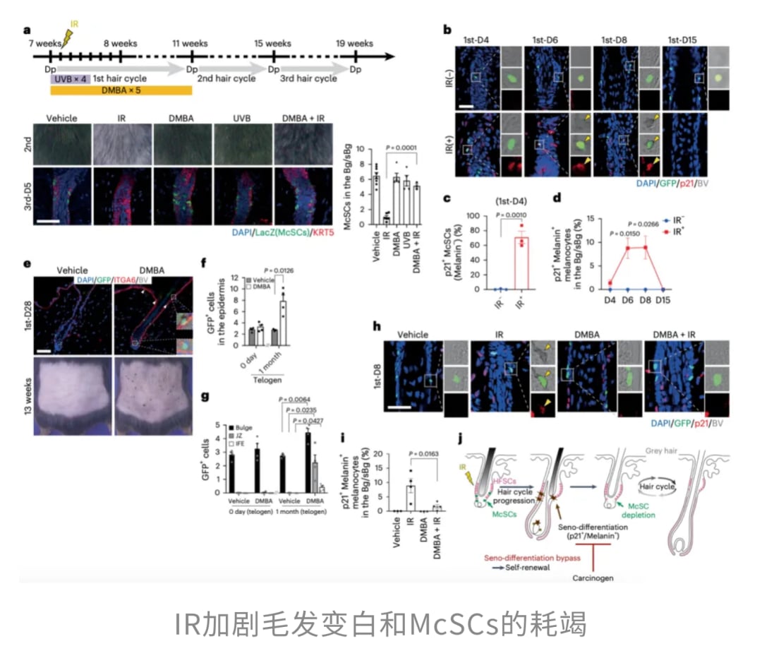 脱发、白发竟是身体的防癌信号?最新研究揭示牺牲颜值换生存的惊人策略 8 图片