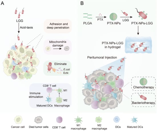 鼠李糖乳杆菌(LGG)抗癌研究新进展:细菌疗法协同化疗有效对抗乳腺癌与黑色素瘤 5 图片