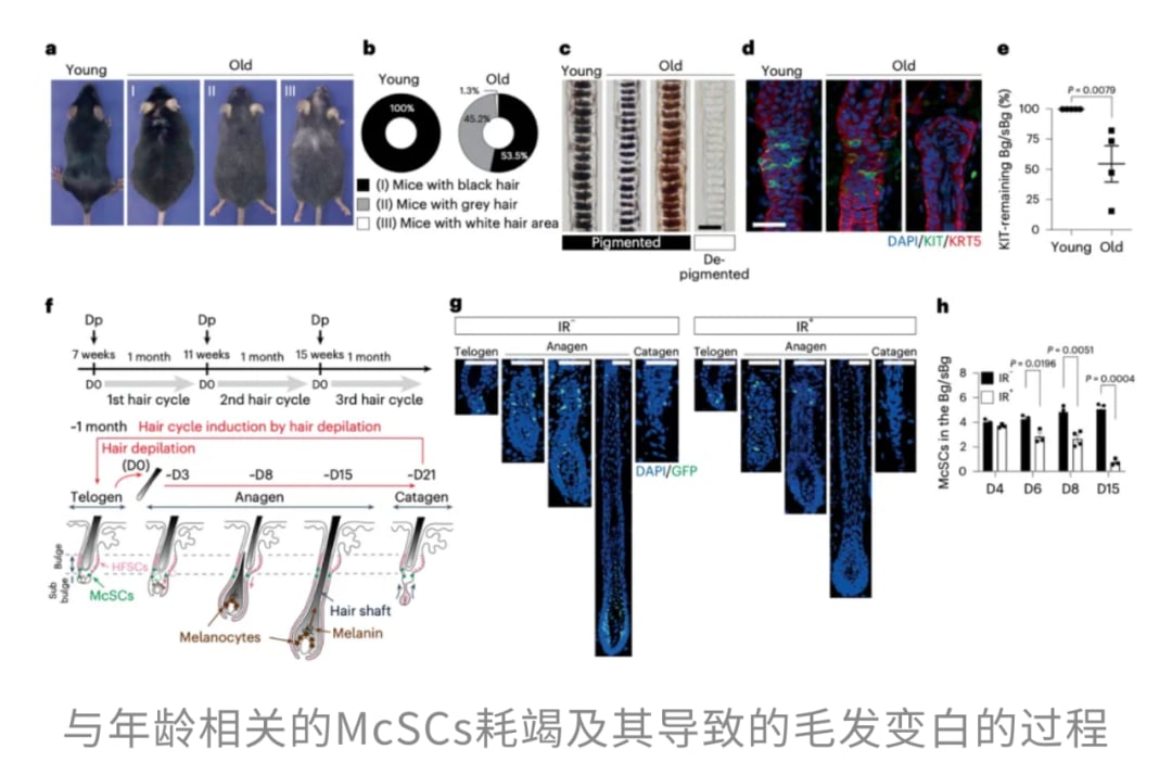 脱发、白发竟是身体的防癌信号?最新研究揭示牺牲颜值换生存的惊人策略 6 图片