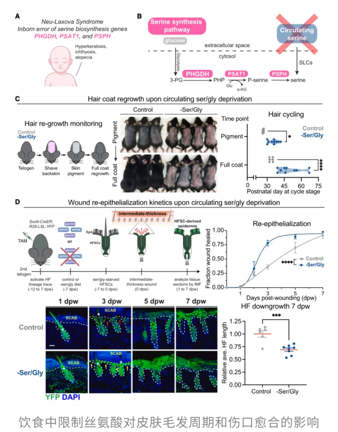 脱发、白发竟是身体的防癌信号?最新研究揭示牺牲颜值换生存的惊人策略 3 图片