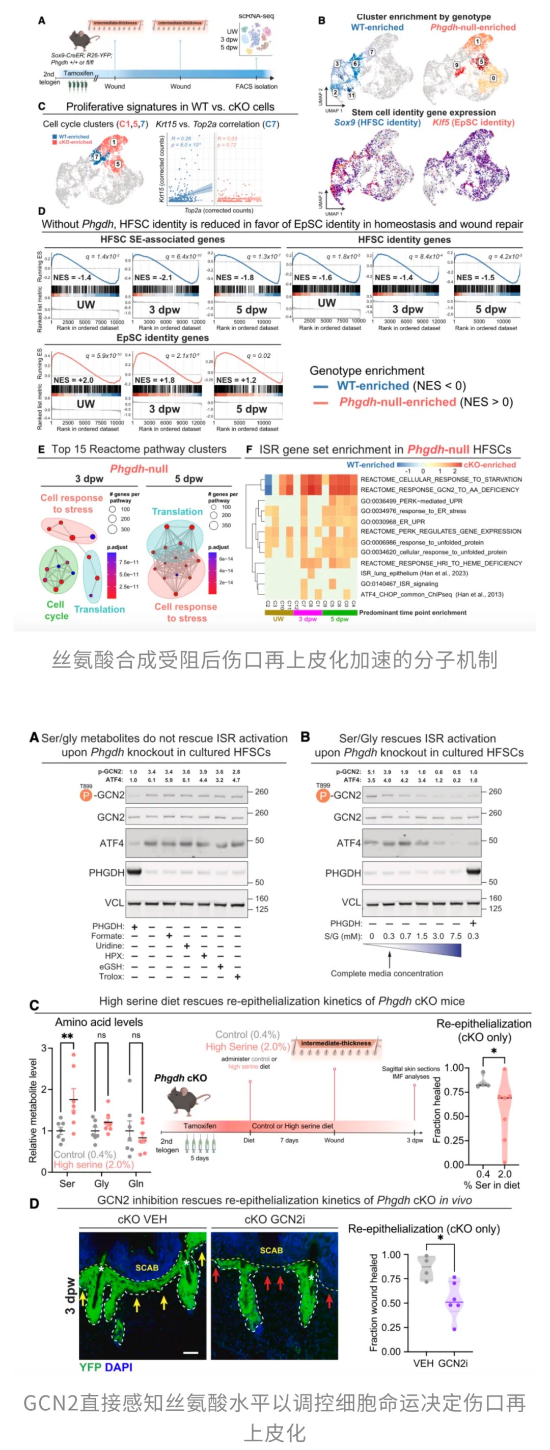 脱发、白发竟是身体的防癌信号?最新研究揭示牺牲颜值换生存的惊人策略 4 图片
