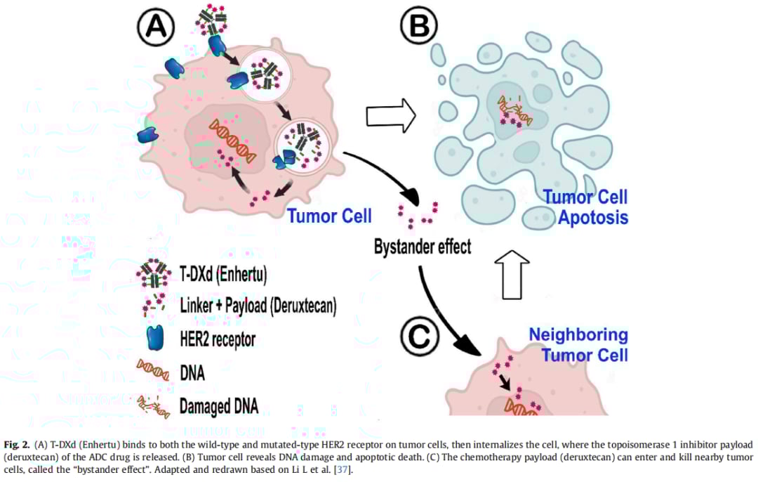 卵巢癌治疗新突破:德曲妥珠单抗精准狙击黏液性卵巢癌HER2突变 2 图片