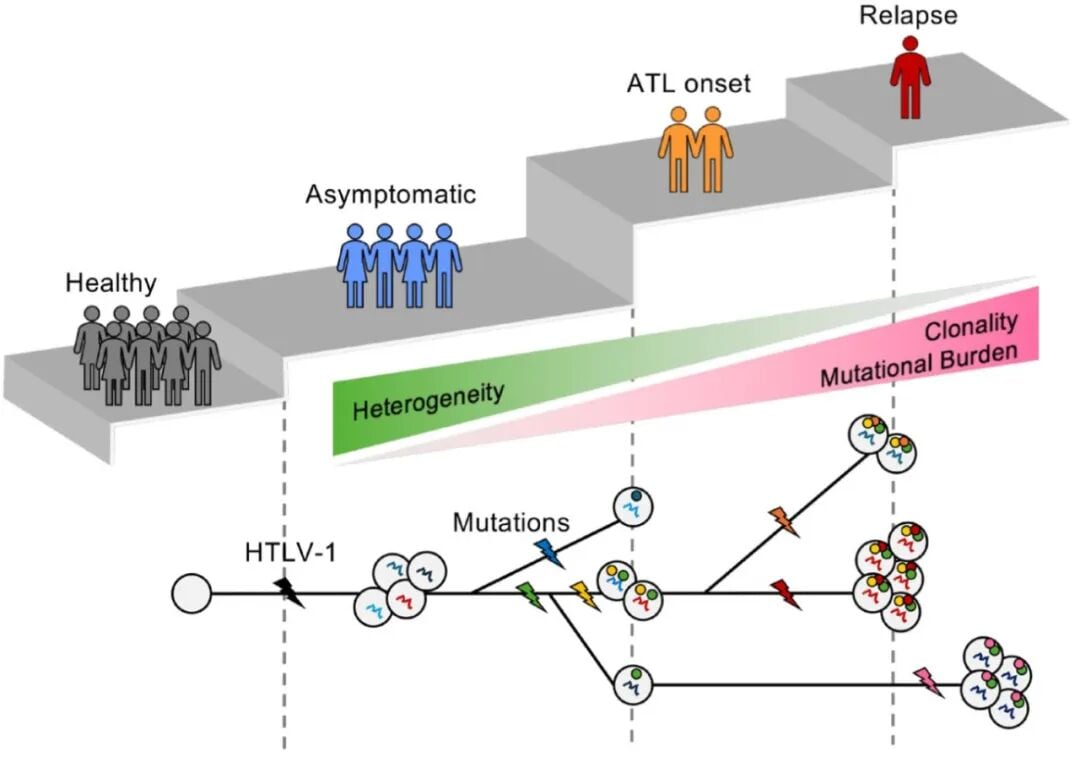 攻克成人T细胞白血病/淋巴瘤(ATL):全面解读基因异常与前沿治疗新策略 3 3.jpg