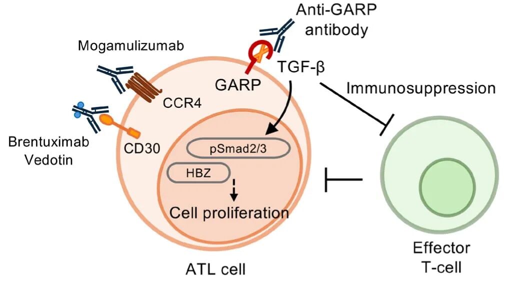攻克成人T细胞白血病/淋巴瘤(ATL):全面解读基因异常与前沿治疗新策略 6 6.jpg