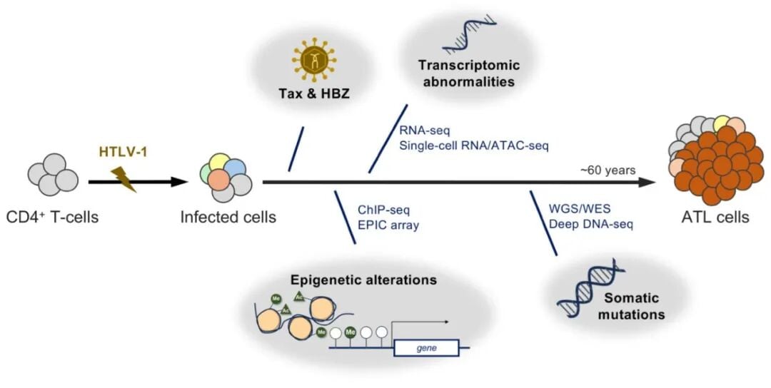 攻克成人T细胞白血病/淋巴瘤(ATL):全面解读基因异常与前沿治疗新策略 2 2.jpg