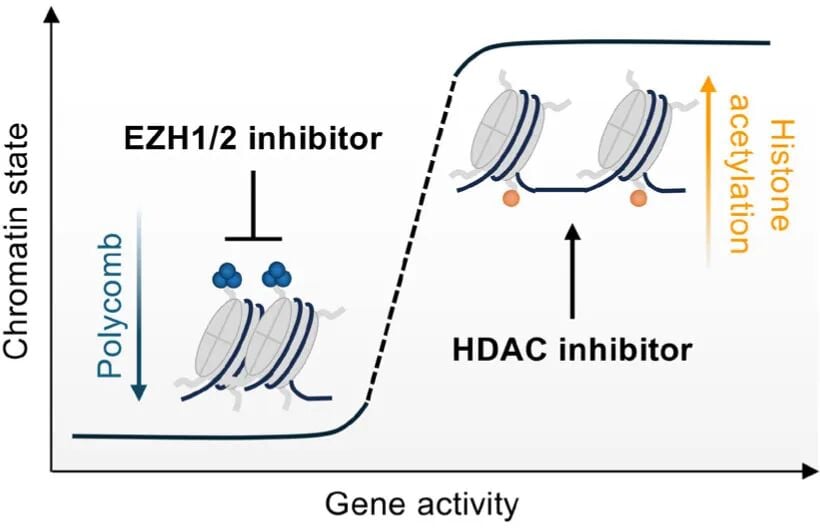 攻克成人T细胞白血病/淋巴瘤(ATL):全面解读基因异常与前沿治疗新策略 5 5.jpg