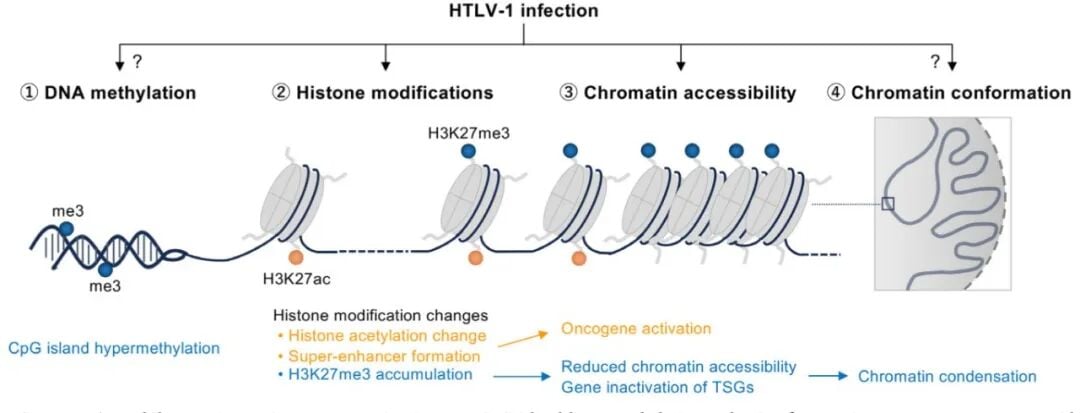 攻克成人T细胞白血病/淋巴瘤(ATL):全面解读基因异常与前沿治疗新策略 4 4.jpg