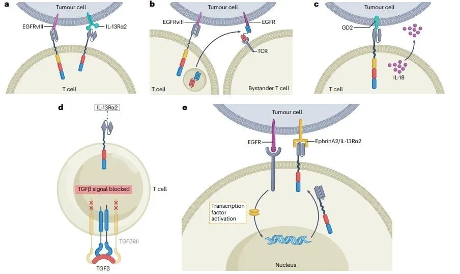 CAR-T疗法攻克脑瘤新曙光:《Nature》综述揭示CNS肿瘤治疗关键突破 2 图片