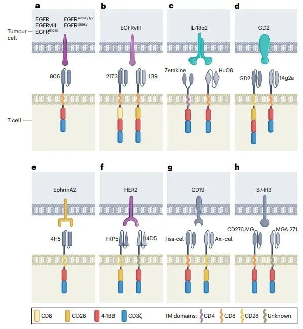 CAR-T疗法攻克脑瘤新曙光:《Nature》综述揭示CNS肿瘤治疗关键突破 3 图片