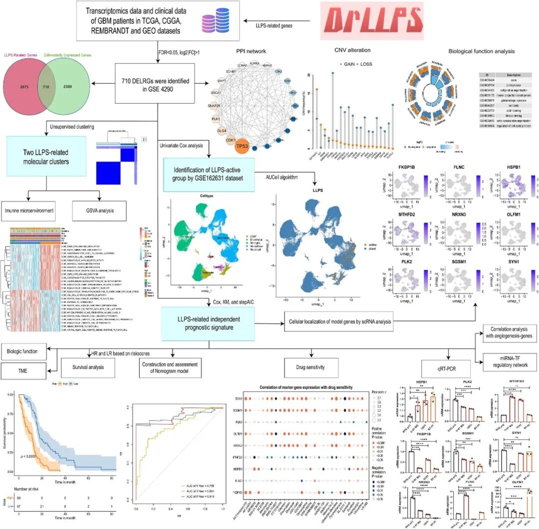 基于液-液相分离相关基因的GBM患者转录组、临床及单细胞RNA测序数据的综合分析流程 图片
