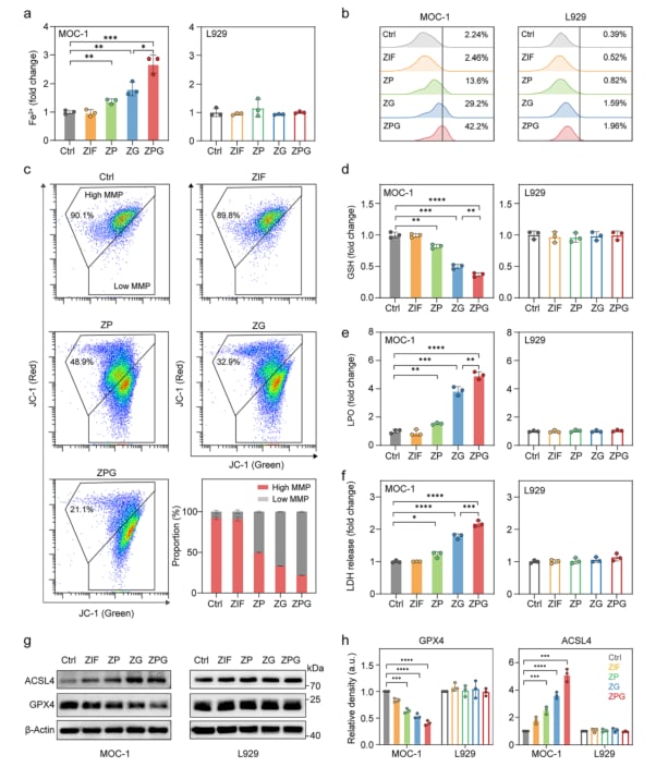 帕博西尼联用Ga³⁺纳米平台:口腔鳞癌等CDK4/6高活肿瘤治疗新突破,增强疗效与安全性 6 图片