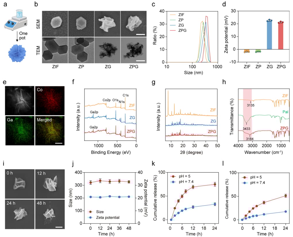 帕博西尼联用Ga³⁺纳米平台:口腔鳞癌等CDK4/6高活肿瘤治疗新突破,增强疗效与安全性 3 图片