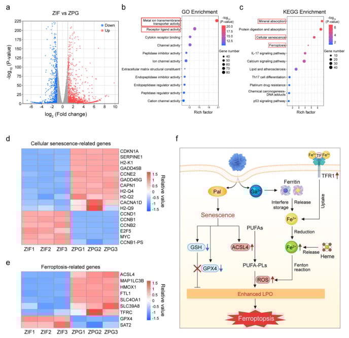 帕博西尼联用Ga³⁺纳米平台:口腔鳞癌等CDK4/6高活肿瘤治疗新突破,增强疗效与安全性 7 图片