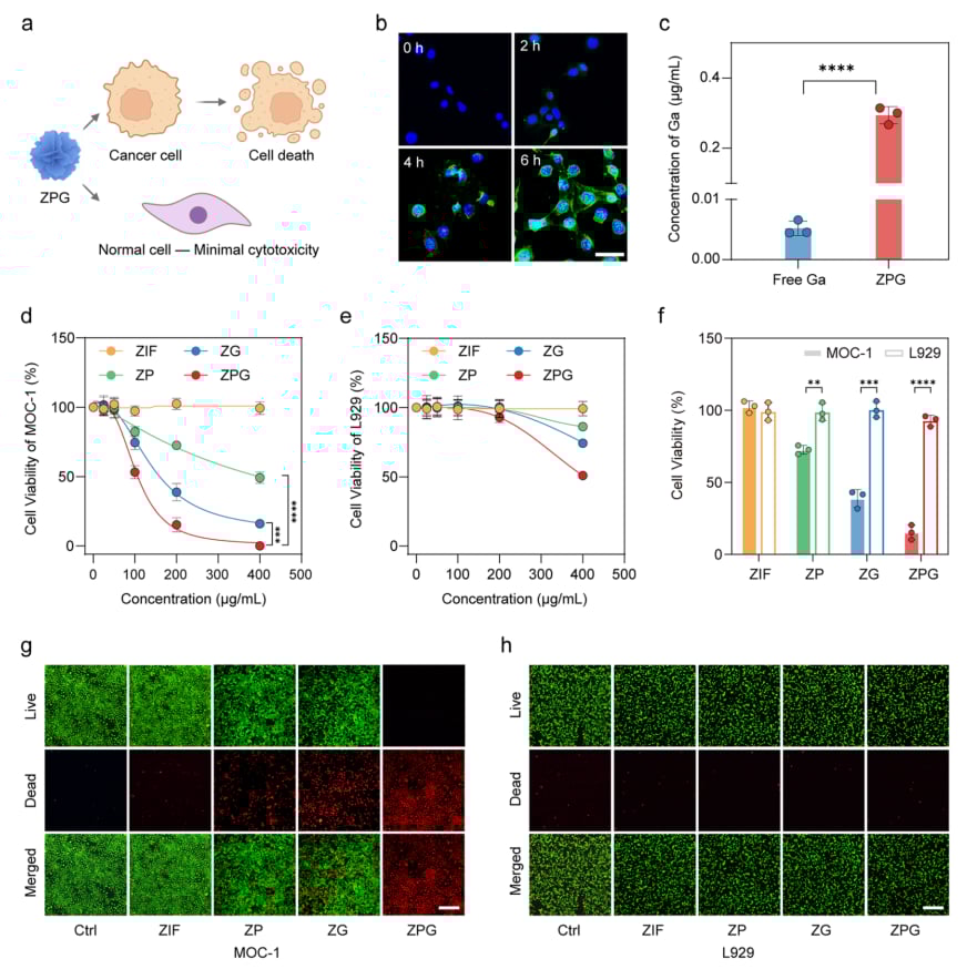 帕博西尼联用Ga³⁺纳米平台:口腔鳞癌等CDK4/6高活肿瘤治疗新突破,增强疗效与安全性 4 图片