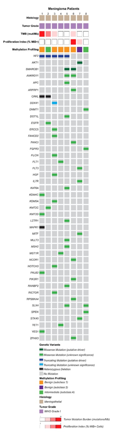 脊髓脑膜瘤分子特征与靶向治疗:NF2、AKT1、SMARCB1突变解析及药物选择 3 图片