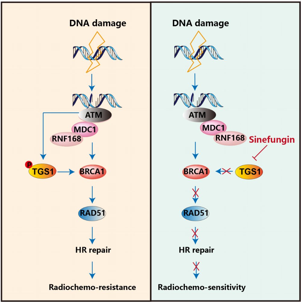 胰腺癌“癌王”耐药机制新突破:ATM-TGS1-BRCA1轴揭秘,奥拉帕利联合Sinefungin带来治疗新希望 3 图片