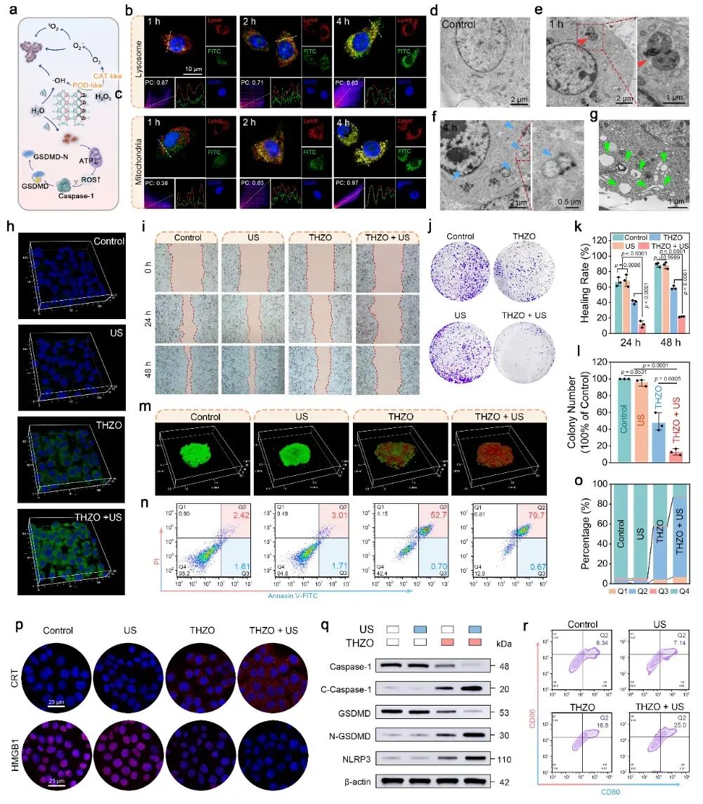 癌症治疗前沿:柔性纳米催化剂诱导肿瘤“焦亡”,激活免疫系统实现双重抗癌 7 图片