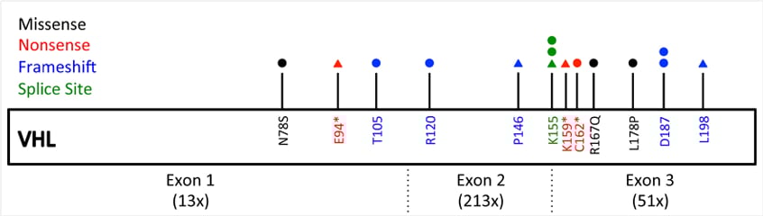 血管母细胞瘤 VHL/TSC2 变异解析:贝组替凡靶向治疗疗效、机制与海外购买渠道 3 图片