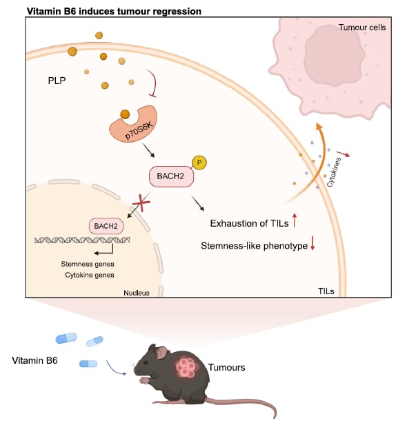 维生素B6如何“重启”抗癌T细胞?最新研究揭示其增强抗PD-1免疫疗法疗效的机制与临床前景 2 图片