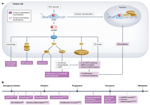 癌症免疫治疗新突破?深度解析cGAS-STING通路,患者应知机遇与挑战 1 image.png