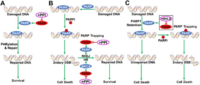 三阴性乳腺癌PARP抑制剂耐药新突破:靶向FASN,重燃治疗希望! 1 图片