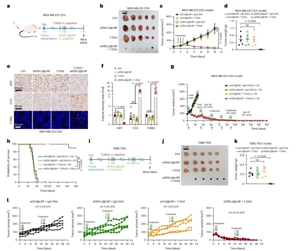 HER2-0三阴性乳腺癌新曙光:创新疗法让德曲妥珠单抗重焕生机 4 图片