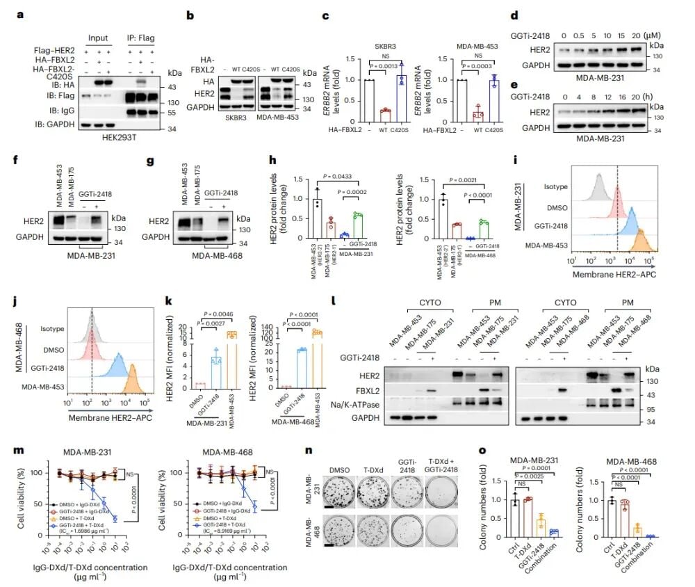 HER2-0三阴性乳腺癌新曙光:创新疗法让德曲妥珠单抗重焕生机 7 图片