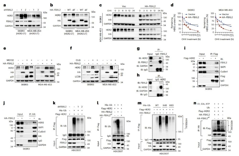 HER2-0三阴性乳腺癌新曙光:创新疗法让德曲妥珠单抗重焕生机 5 图片