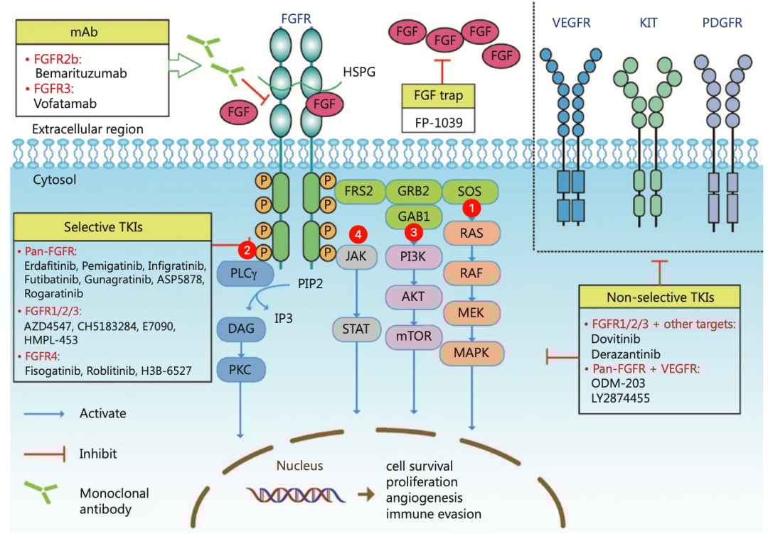 头颈部肿瘤治疗新突破:NCCN/CSCO指南下的分子检测与靶向免疫方案详解 21 图片
