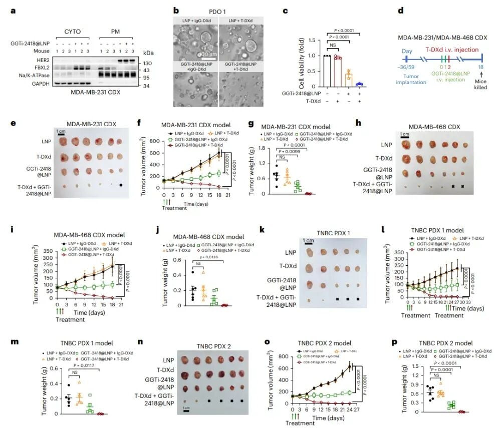 HER2-0三阴性乳腺癌新曙光:创新疗法让德曲妥珠单抗重焕生机 8 图片