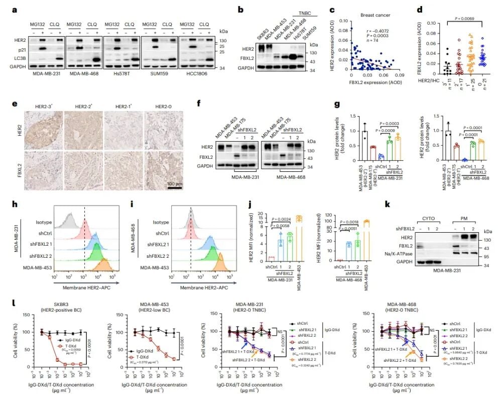 HER2-0三阴性乳腺癌新曙光:创新疗法让德曲妥珠单抗重焕生机 2 图片