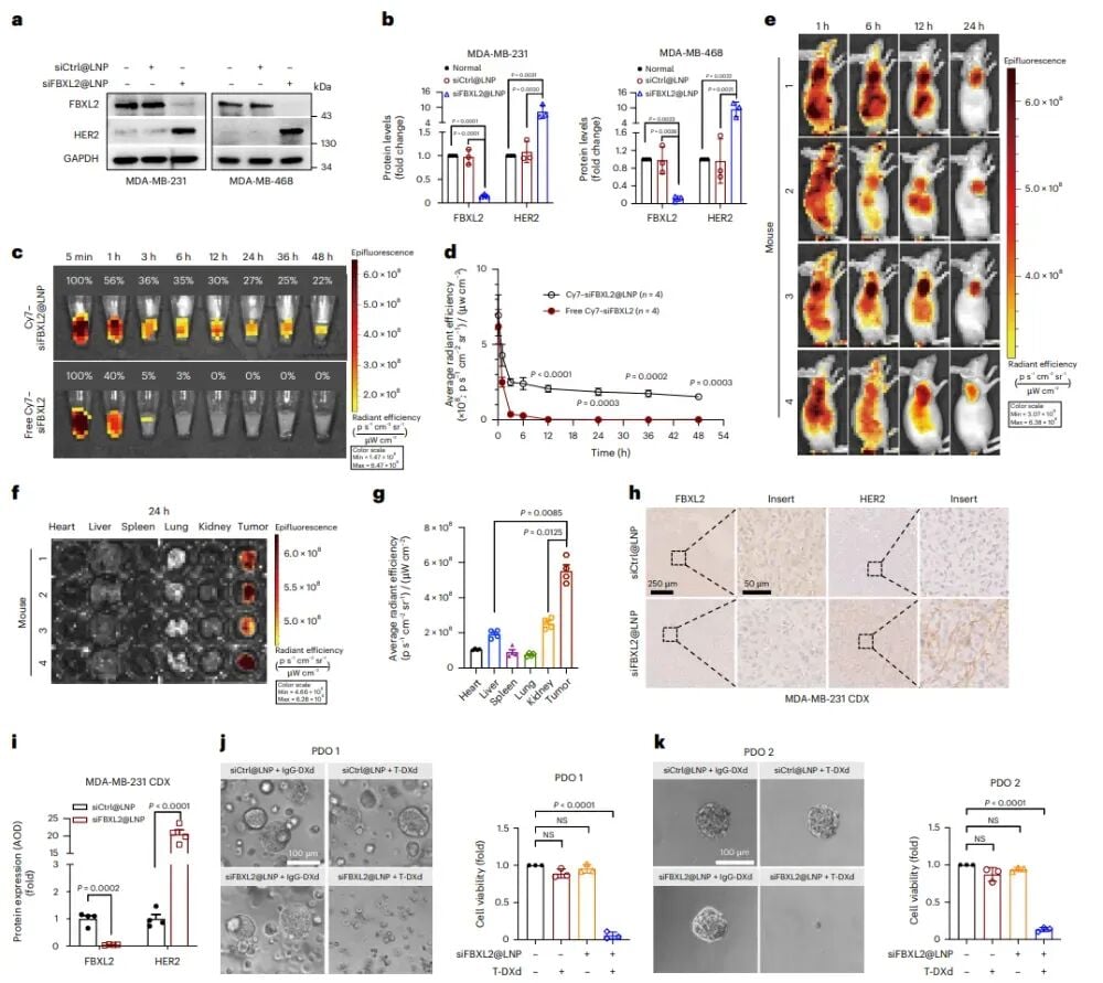 HER2-0三阴性乳腺癌新曙光:创新疗法让德曲妥珠单抗重焕生机 3 图片