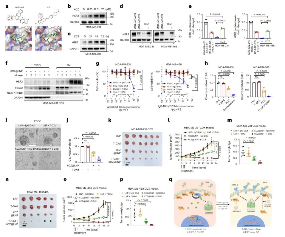 HER2-0三阴性乳腺癌新曙光:创新疗法让德曲妥珠单抗重焕生机 9 图片