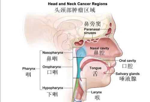 头颈部肿瘤治疗新突破:NCCN/CSCO指南下的分子检测与靶向免疫方案详解 5 图片